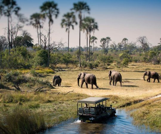 botswana-chobe-elephant.jpg